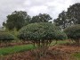 osmanthus burkwoodi multi stem 100-120 cm
